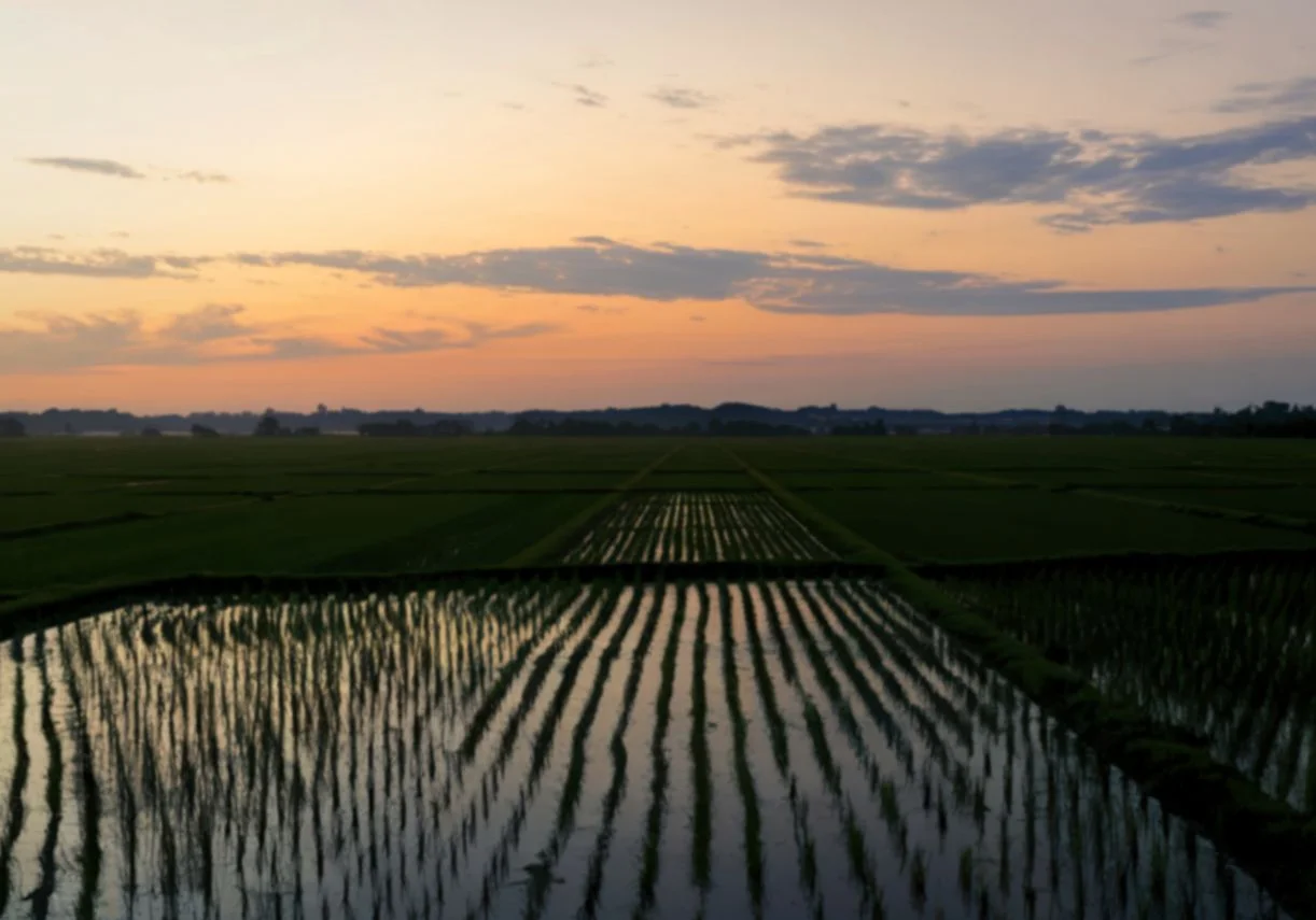 ¡¡¡Este agente inmobiliario tiene 35 PERROS!!!